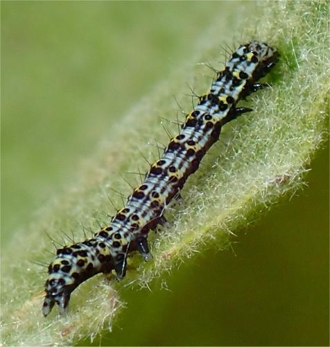 Réf. 258 774 : Cucullia verbasci
